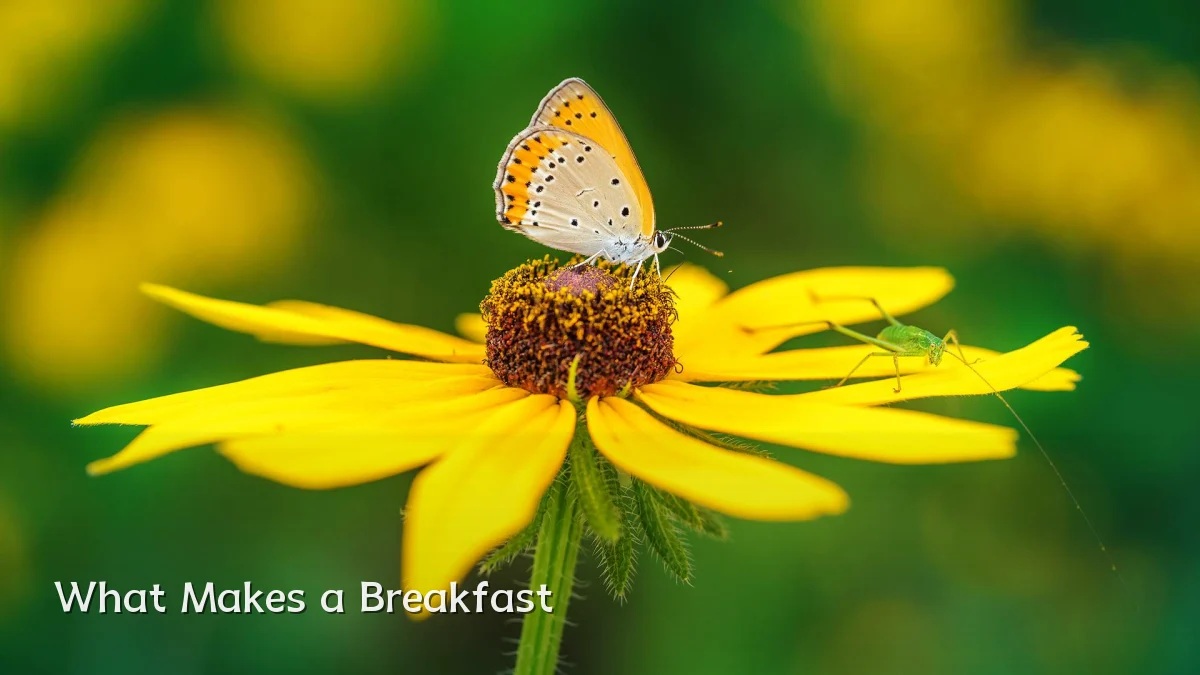 What Makes a Breakfast